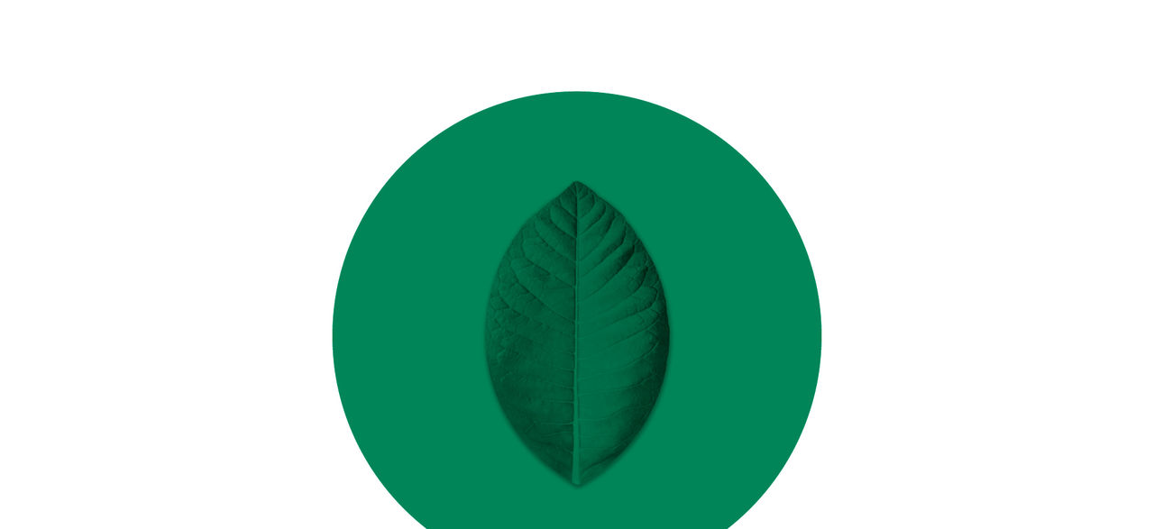 Tobacco leaf